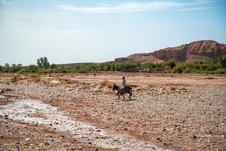 marocain cheval