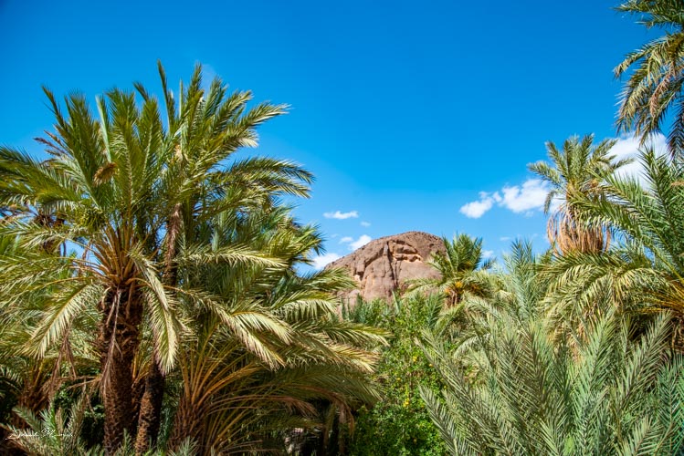 palmeraie maroc