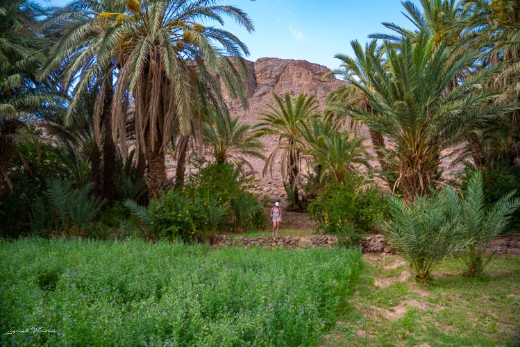 palmier oasis fint