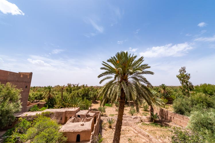 palmier skoura